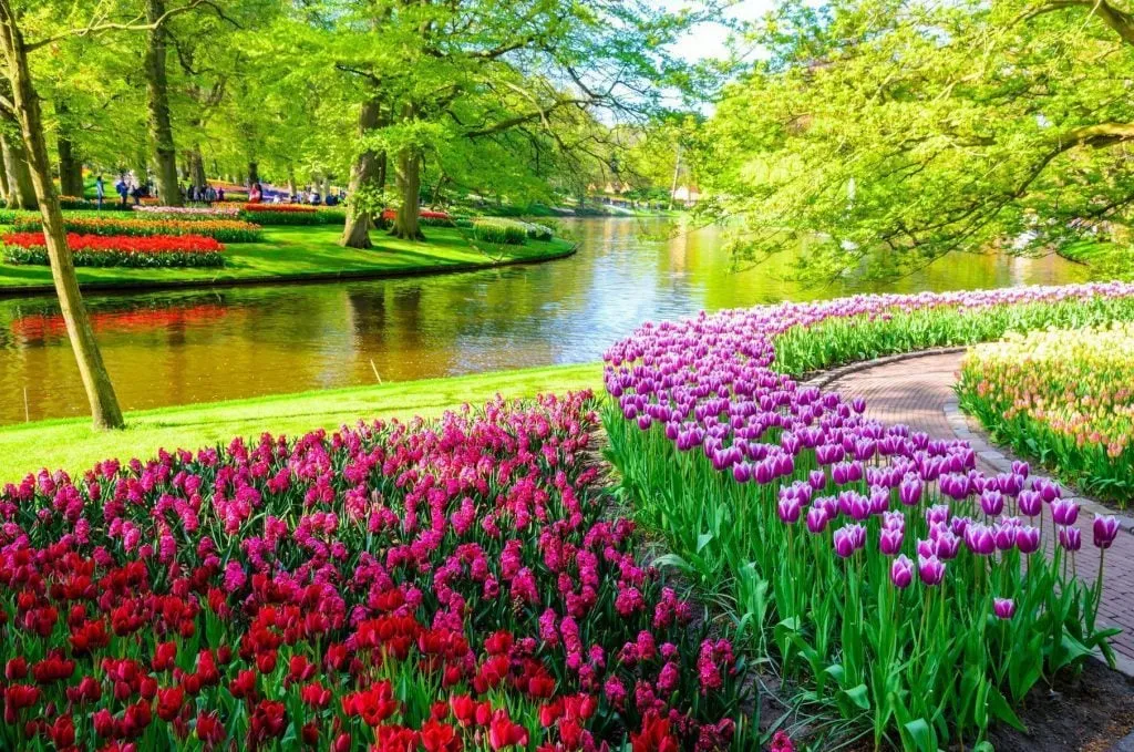 Alt: Vườn hoa Keukenhof rực rỡ sắc màu