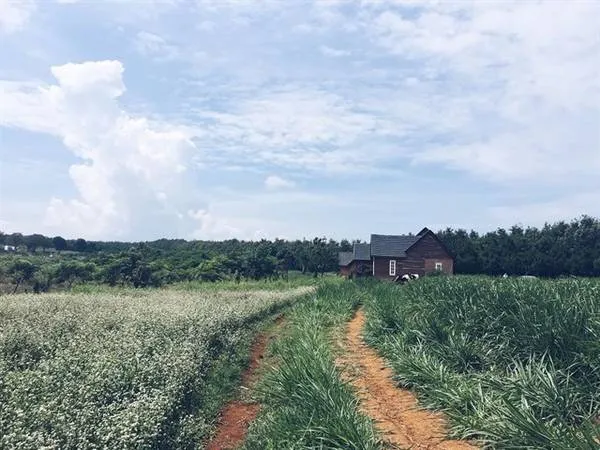 Ảnh: Khung cảnh bình yên tại Dalat Milk Farm