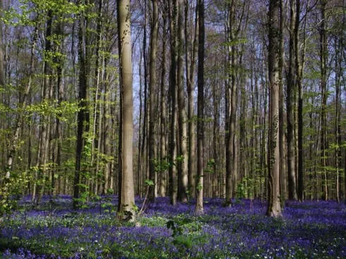Ánh nắng xuyên qua tán lá rừng Hallerbos, chiếu xuống thảm hoa cát cánh. Nguồn ảnh: iVIVU