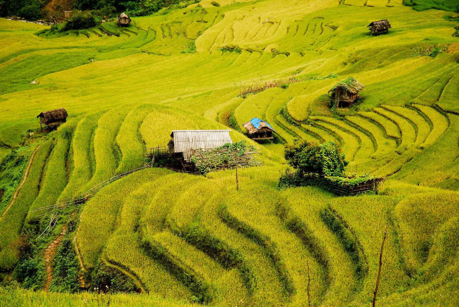Ảnh: Ruộng bậc thang Chế Cu Nha. Nguồn: tuananh bui.