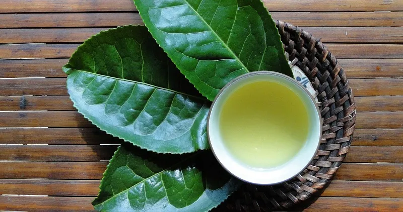 Ảnh: Thưởng thức trà Shan Tuyết ở Suối Giàng. Nguồn: iVIVU
