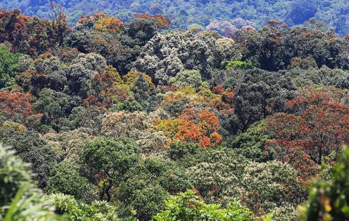 Bán đảo Sơn Trà mùa thay lá
