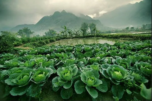 Bản làng Mai Châu yên bình. Ảnh: Piero Dang/ flickr.com