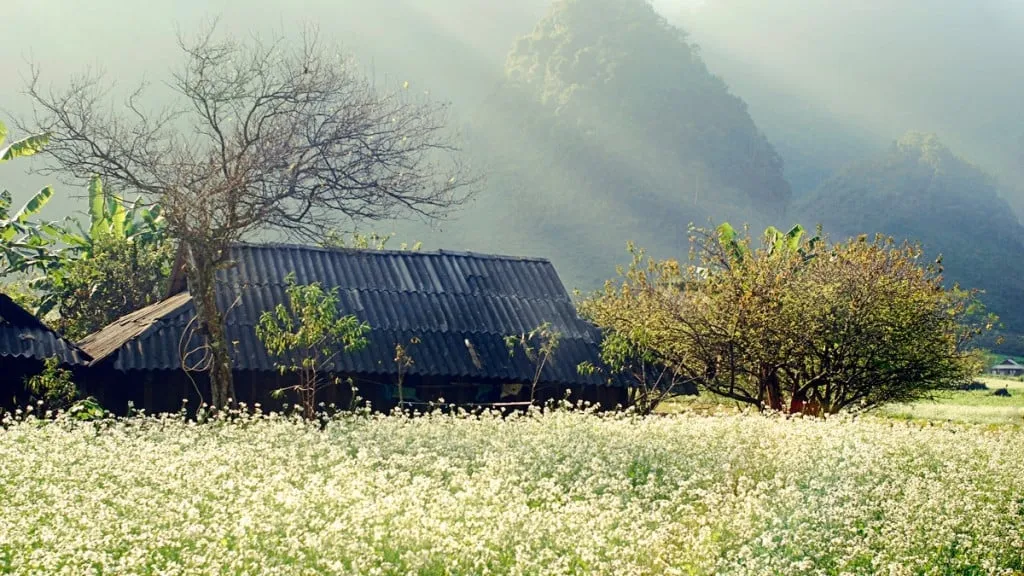 Bản Pa Phách mùa hoa cải