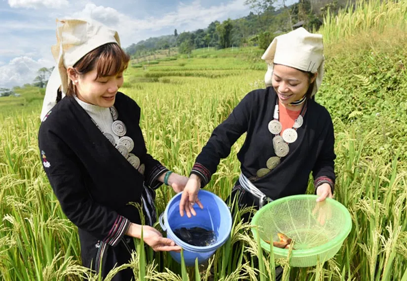 Bắt cá chép ở ruộng