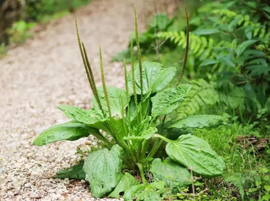 Bé bị hăm tã