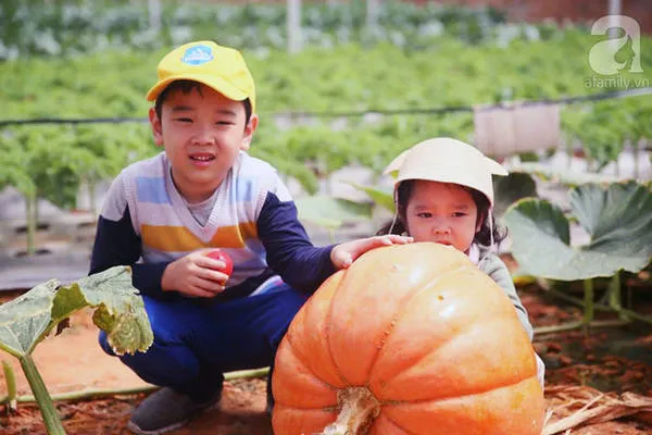 Bí ngô khổng lồ tại làng nông nghiệp Hồ Xuân Hương