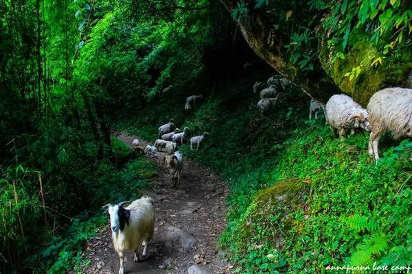 Bình minh trên dãy Annapurna hùng vĩ.
