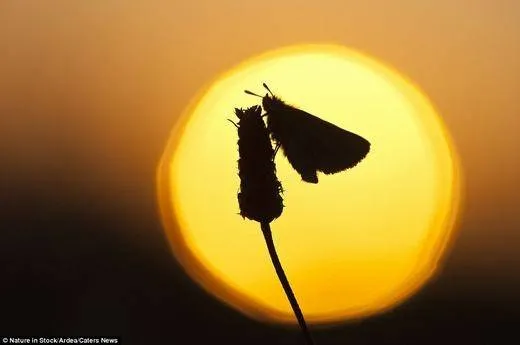 Bướm Essex Skipper đậu trên bông hoa oải hương lúc hoàng hôn tại Schalleven, Hà Lan.