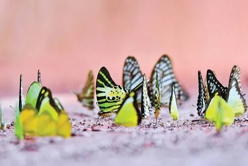 Bướm rừng Mã Đà