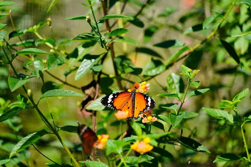 butterfly park