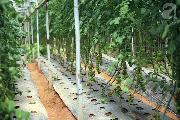 Cà chua đen Nhật Bản