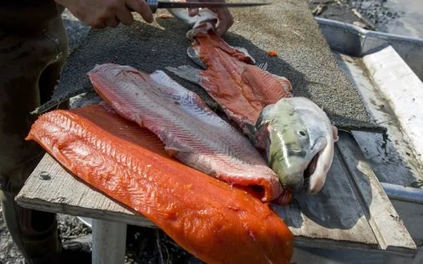 Cá hồi sông Copper tại Alaska, Mỹ