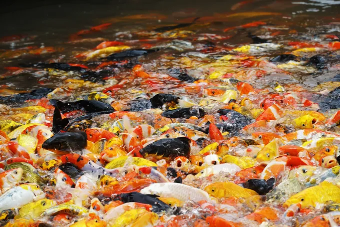 Cá Koi ngũ sắc là một trong những “đặc sản” níu chân khách ở đây.