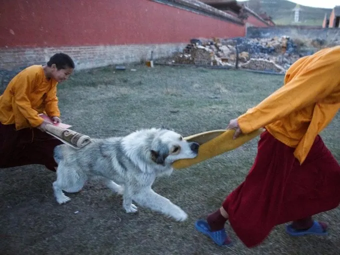 Các nhà sư chơi với chó sau giờ tụng kinh.