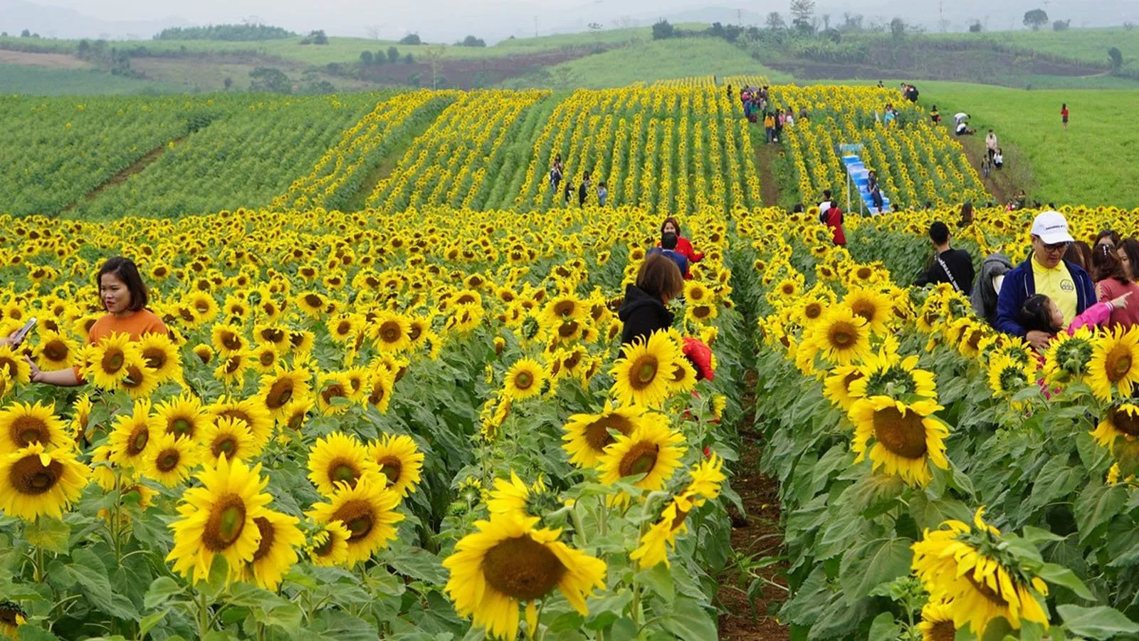 Cận cảnh hoa hướng dương