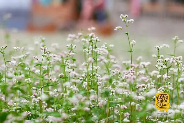 Cận cảnh hoa tam giác mạch