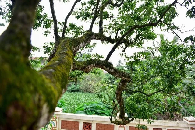 Cành cây vải tổ vươn dài, rêu phủ. Ảnh: Dân trí.