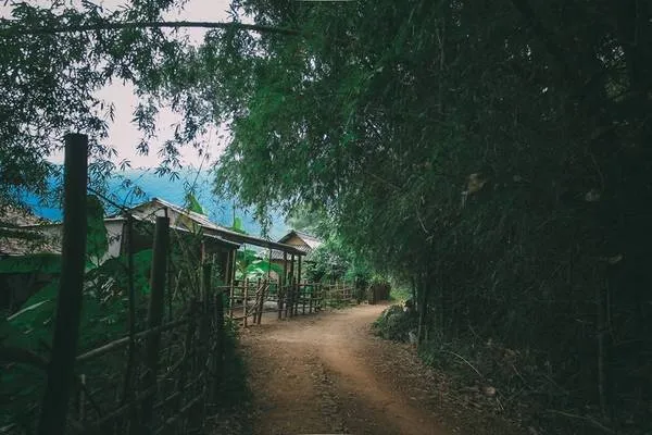 Cảnh đồi núi Mộc Châu mùa hoa cải trắng