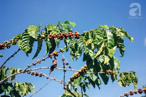 Cảnh đồi núi trùng trùng điệp điệp ở Pleiku