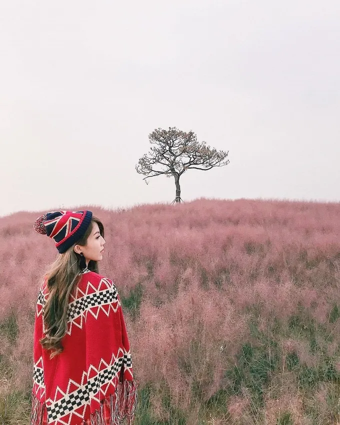 Cánh đồng cỏ hồng ở Gyeongju là điểm đến lý tưởng cho những bức ảnh &quot;sống ảo&quot; của giới trẻ.