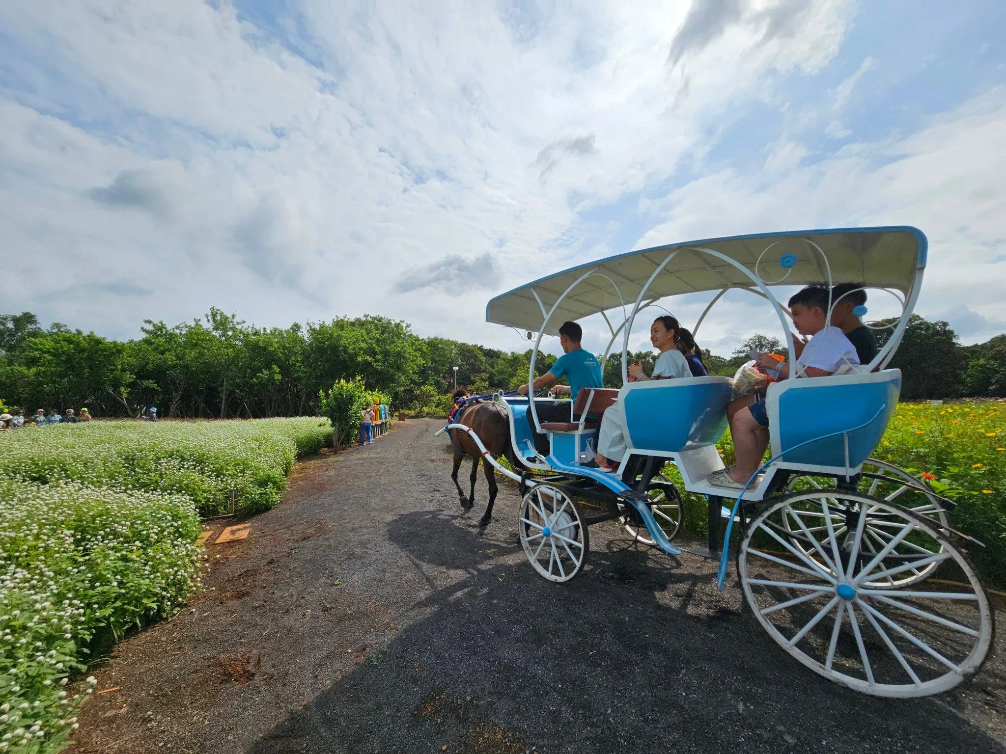 Cánh đồng hoa tại Minera Forest