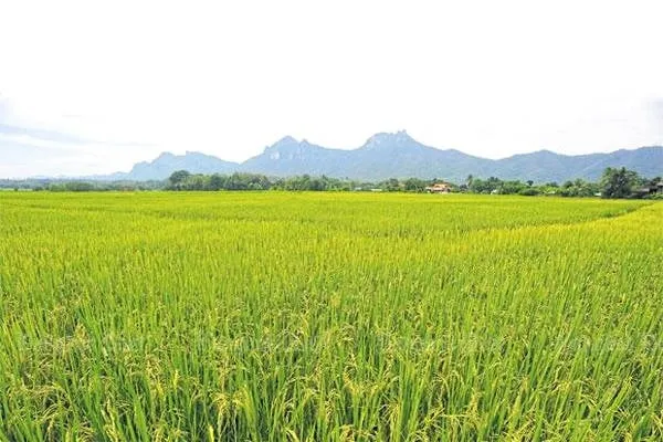 Cánh đồng lúa xanh mơn mởn ở huyện miền núi Ngao, bắc Lampang. Ảnh: bangkokpost