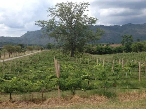 Cánh đồng nho bạt ngàn tại thung lũng rượu vang PB Valley.