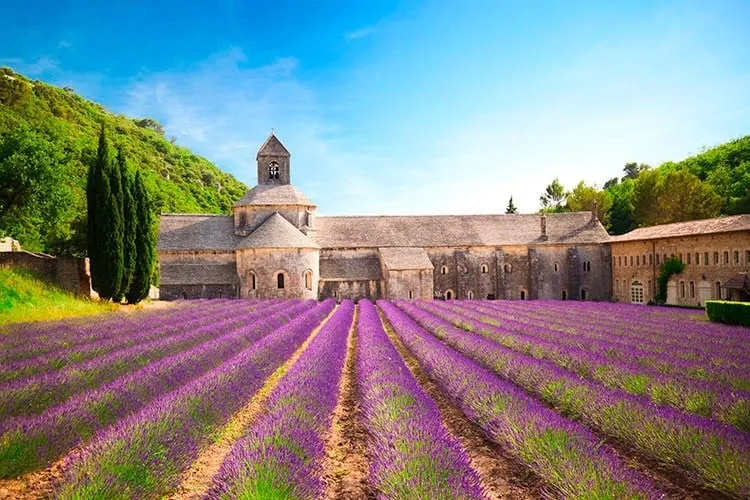 Cánh đồng oải hương gần Gordes