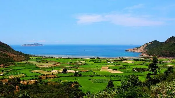 Cánh đồng tỏi ở xã Ninh Vân. Ảnh: Kua