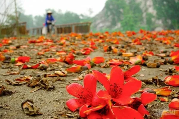 Cánh hoa gạo đỏ tươi như thắp lửa trên cành