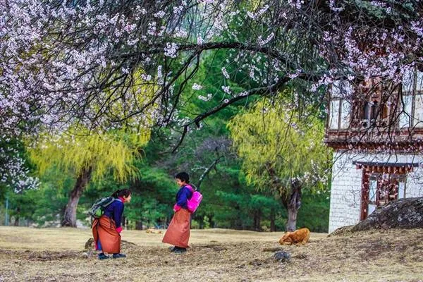 Cảnh làng quê yên bình ở Paro, Bhutan với những cây đào cổ thụ. Ảnh: Hải Piano