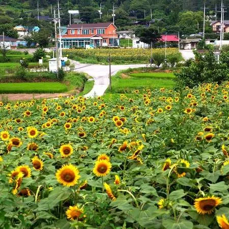 Cảnh quan làng hoa hướng dương Yangpyeong với những bông hoa hướng dương nở rộ.