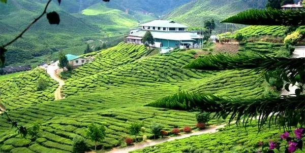 Cao nguyên Cameron nằm ở độ cao 1.500m. Ảnh: cameronhighlandsinfo.com