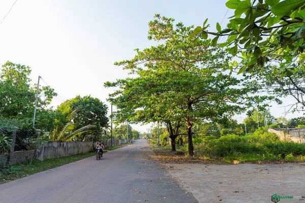 Cặp cây bàng đôi gần nhà máy thủy điện Trị An. Đây là một điểm check-in thú vị cho du khách khi đến tham quan Hồ Trị An.