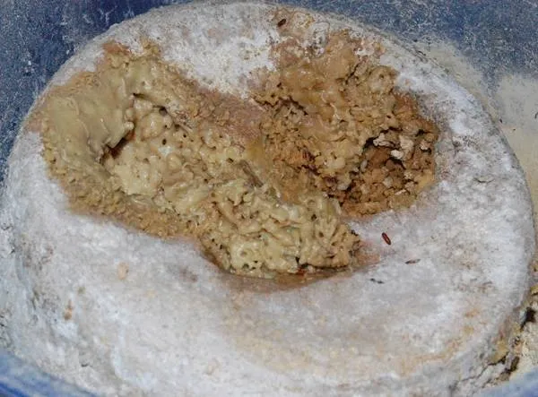 Casu Marzu