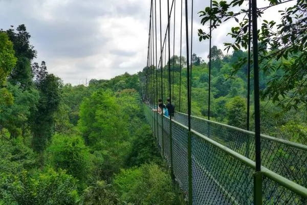 Cầu treo Tree Top Walk giữa rừng cây
