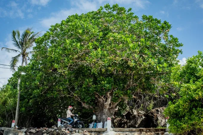 Cây bàng cổ thụ trên con đường ven biển Đảo Bé Lý Sơn.