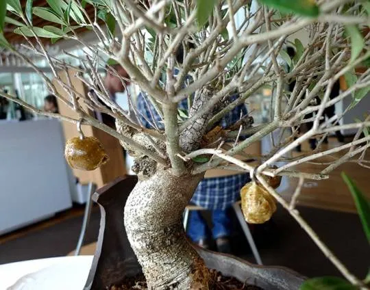 Cây bonsai ô liu tẩm caramel