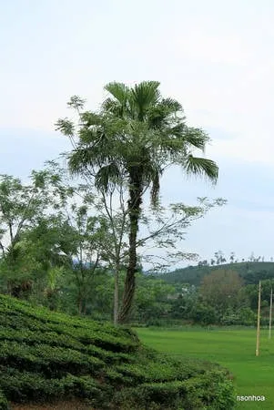 Cây cọ sai trĩu quả vào mùa thu hoạch. Ảnh: Nguyễn Sơn Hòa.