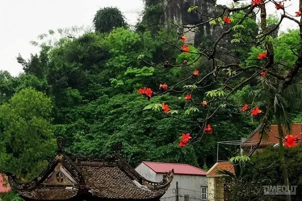Cây gạo thường được trồng ở những nơi linh thiêng như đình, chùa