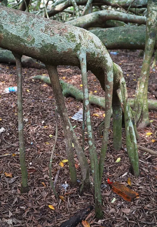 Cây gừa hay còn gọi là Si, tên khoa học là Ficus Microcarpa, thuộc họ Dâu Tằm.