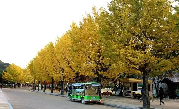 Cây ngân hạnh biểu tượng của mùa thu Hàn Quốc