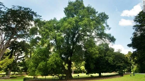 Cây Tembusu hơn 200 năm tuổi, một trong những cây di sản của Singapore.