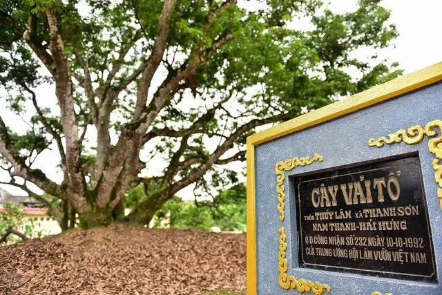 Cây vải tổ. Ảnh: Dân trí.