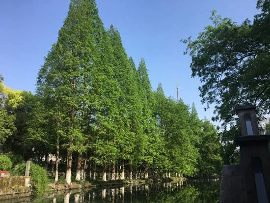 Cây xanh Hàng Châu.