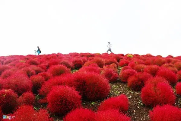 Chạy bộ giữa đồi cỏ Kochia đỏ rực là một trải nghiệm thú vị cho du khách.