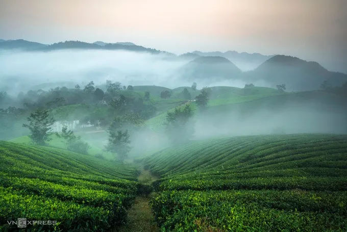 Chè Long Cốc được đóng gói và bán ra thị trường. Chè Long Cốc nổi tiếng với chất lượng cao và hương vị thơm ngon.
