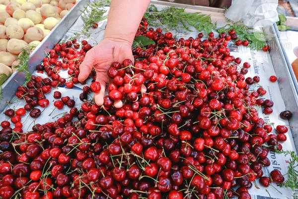 Cherry đỏ mọng tại chợ nông sản Ý