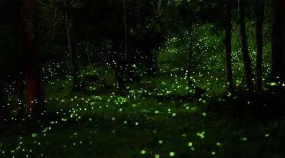 Chi phí nuôi một con đom đóm tại công viên khoảng 10 Nhân dân tệ